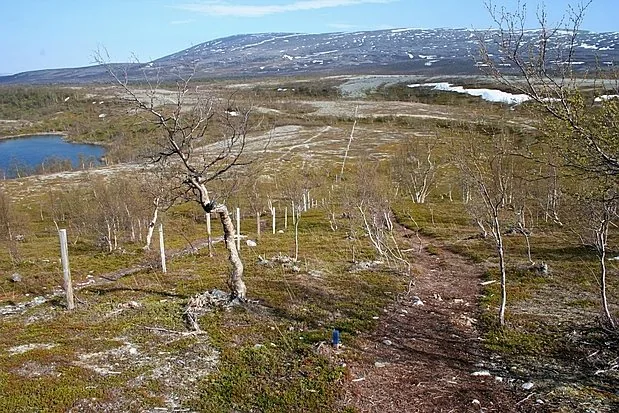 Parcul Național Stabbursdalen