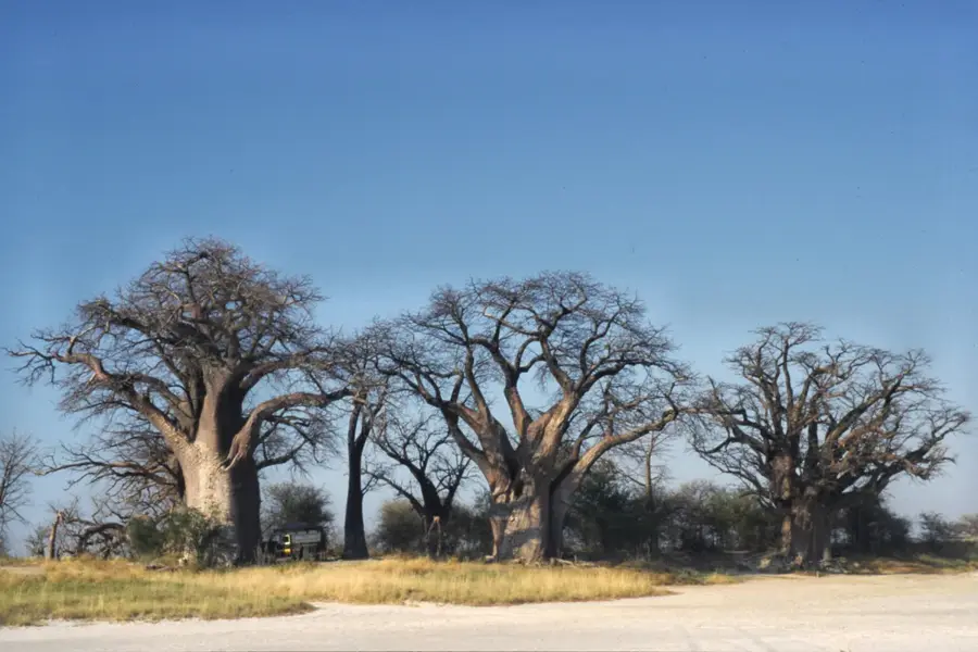 Nxai-Pan-Nationalpark