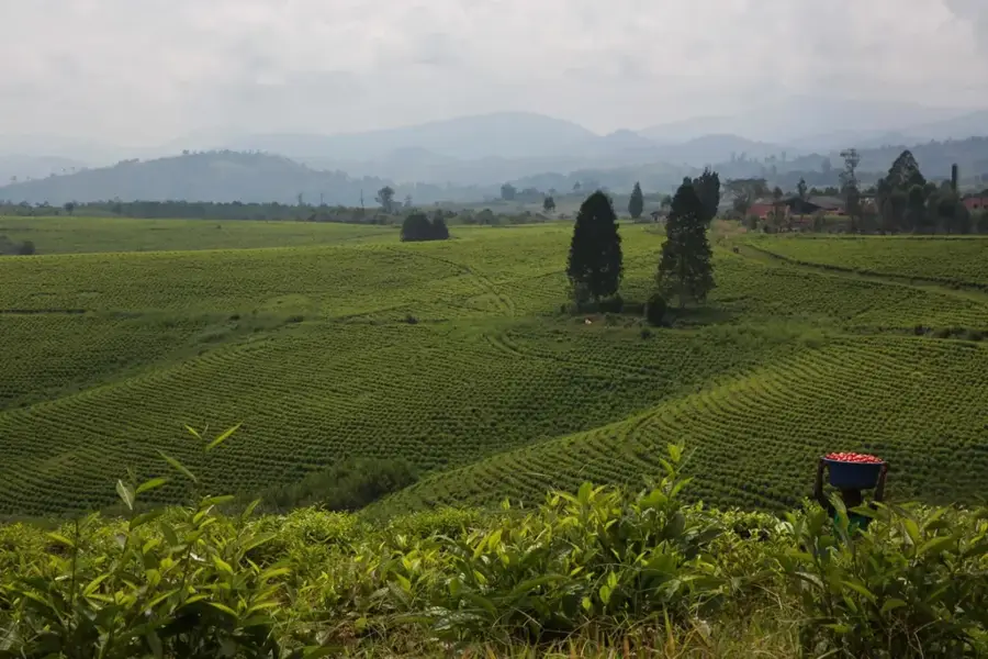 Nyanga Cattle Pastures — Gamba (Gabon)