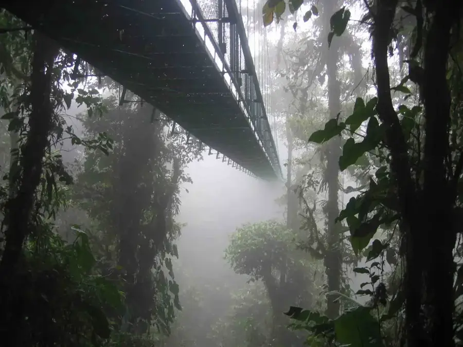 Nyungwe Kronendach