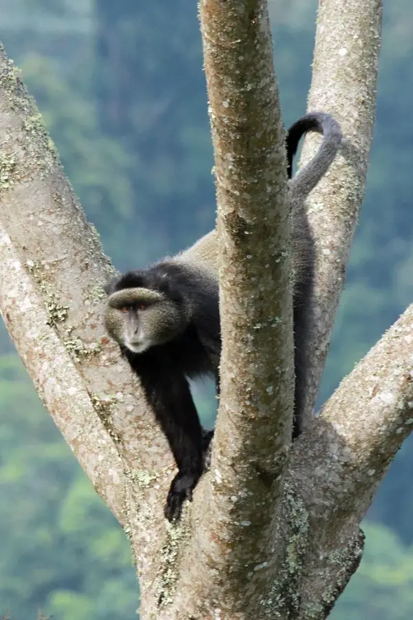 Nyungwe-Wald