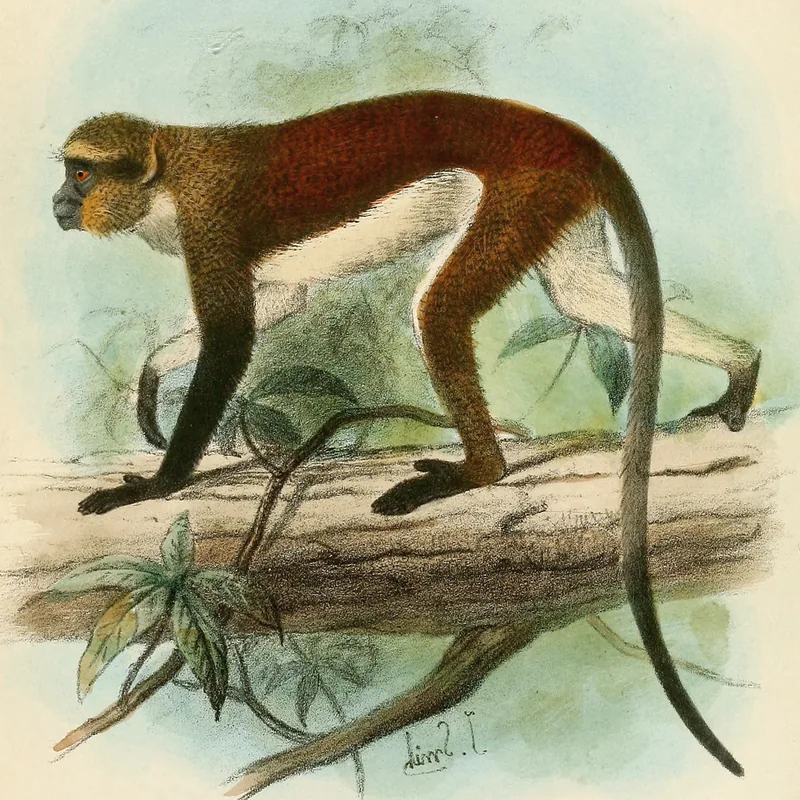 Nyungwe-Regenwald — Quelle des Rukarara (Ruanda)