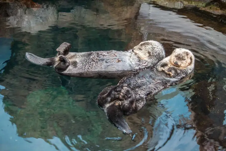 Odysseo Oceanarium — Mauritius Freeport (Mauritius)