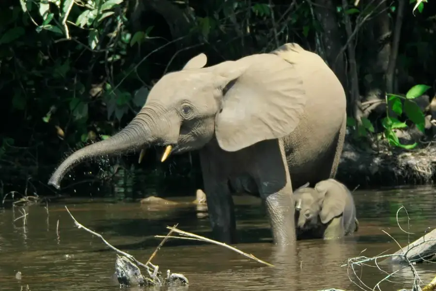 Odzala Forest Elephant Path