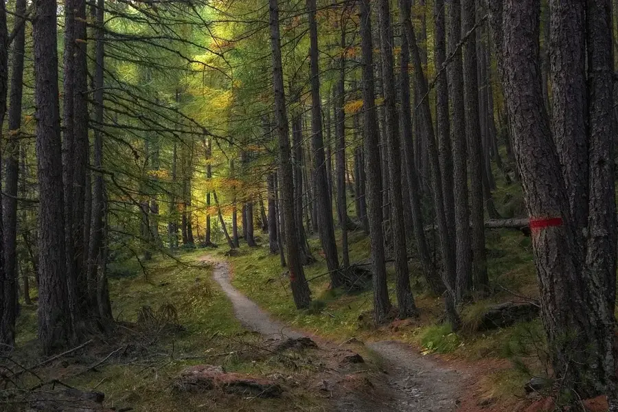 Ohyon-ri Larch Forest