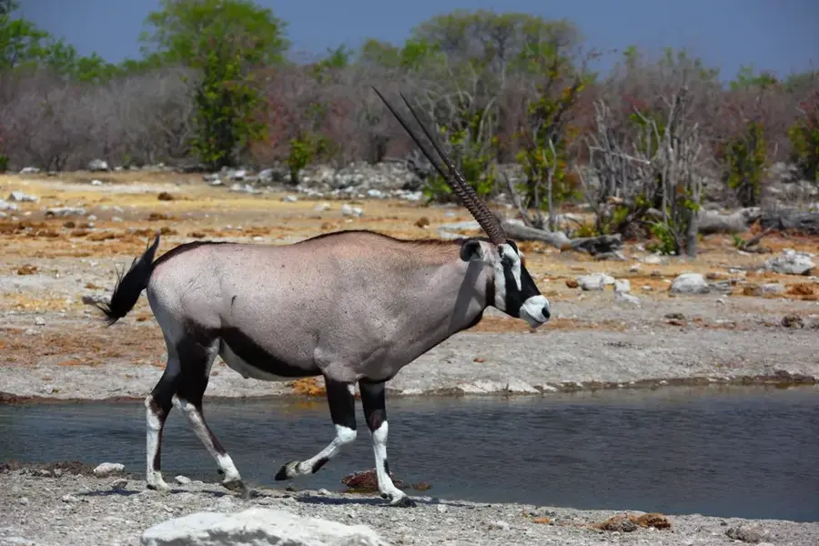 Arabian Oryx Sanctuary — Barr Al Hikman (Oman)