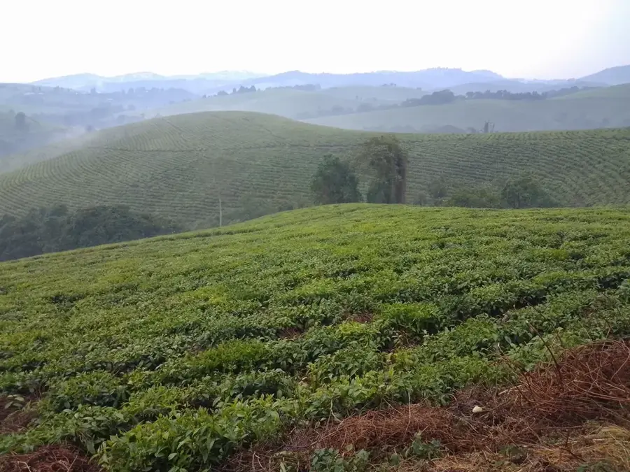 Fabrica de Ceai OTB Tora — Mugamba (Burundi)