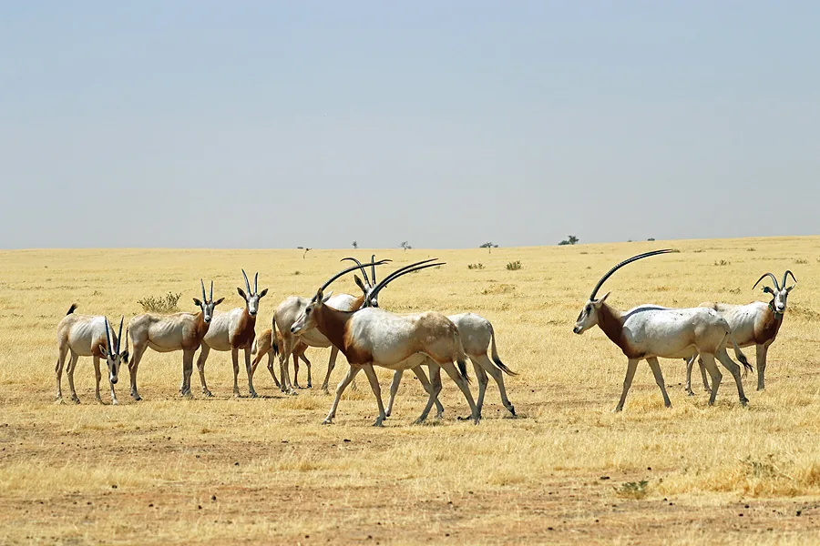 Ouadi Rimé oryx-rezervátum