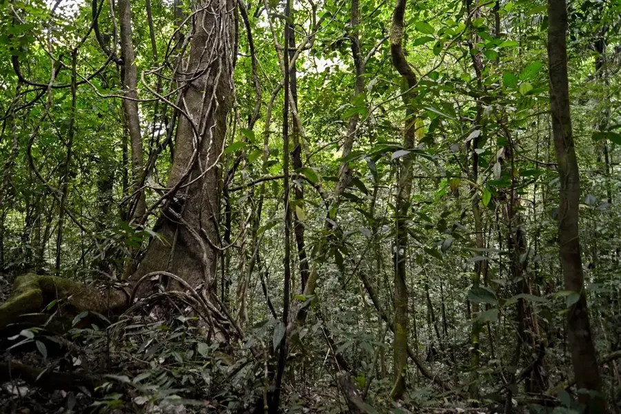 Soberanía Nationalpark — Insel Taboga (Panama)