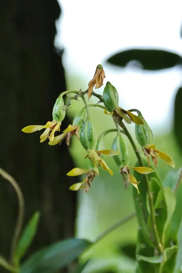 Meyuns — Quallensee (Palau)