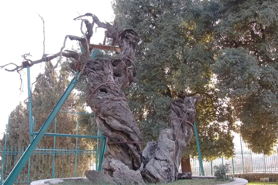 Oak of Mamre