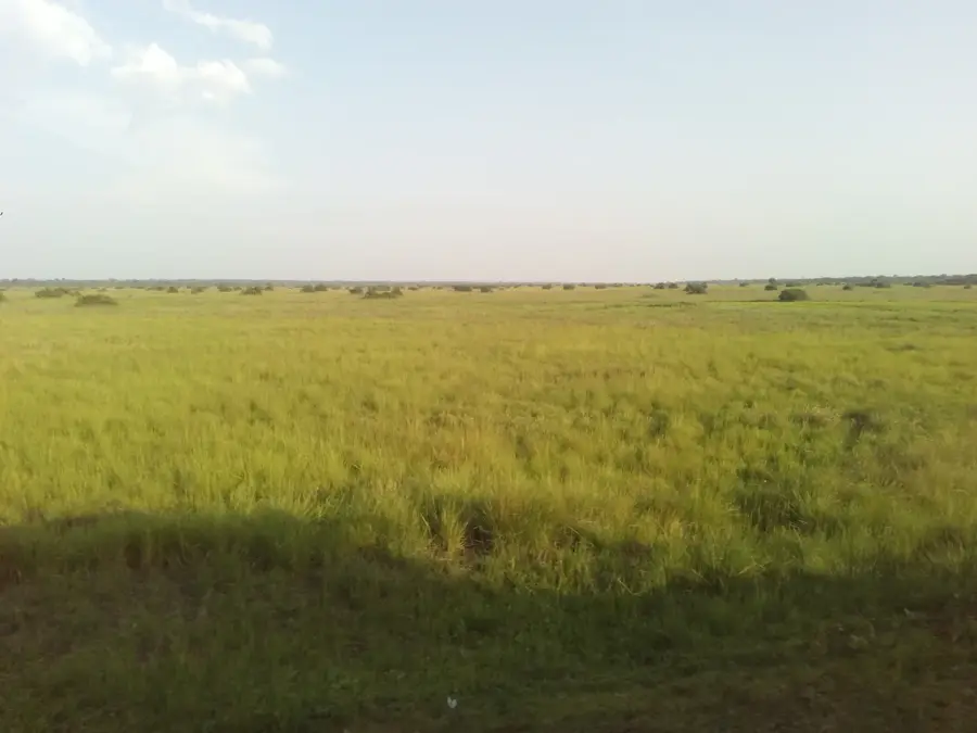 Pallisa