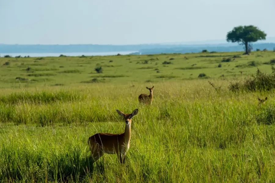 Pama Lowlands