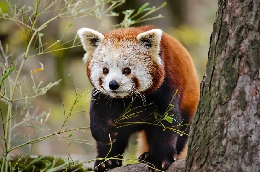 Panda — Maxixe (Mozambik)