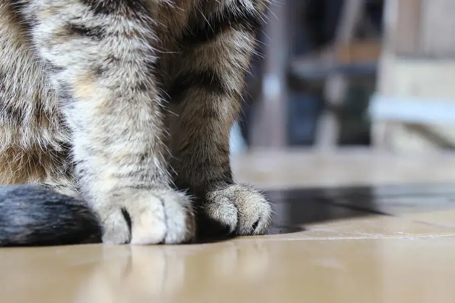 Pantufo — Bobo Forro (São Tomé und Príncipe)