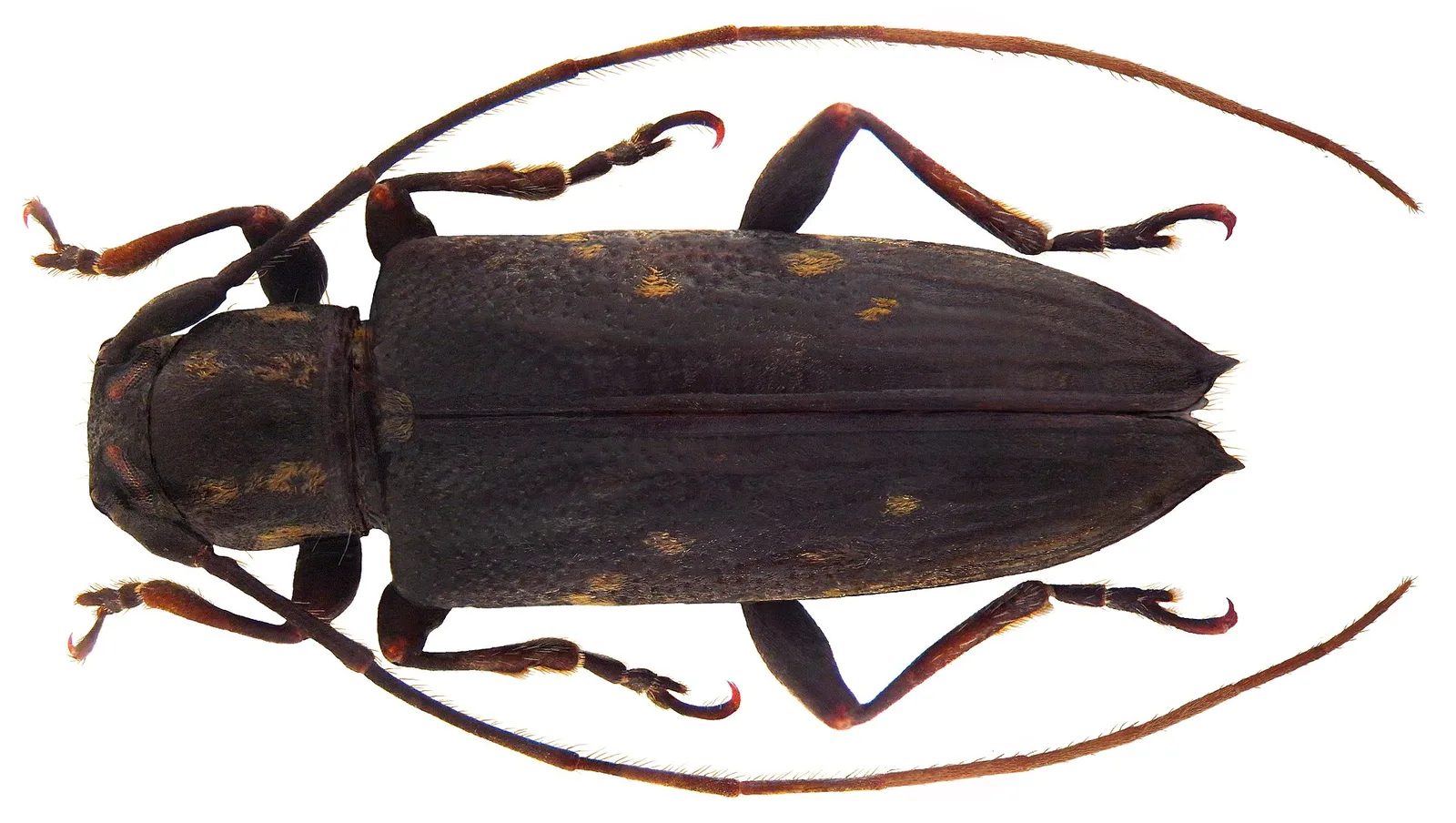 Morobe — Lae (Pápua Új-Guinea)