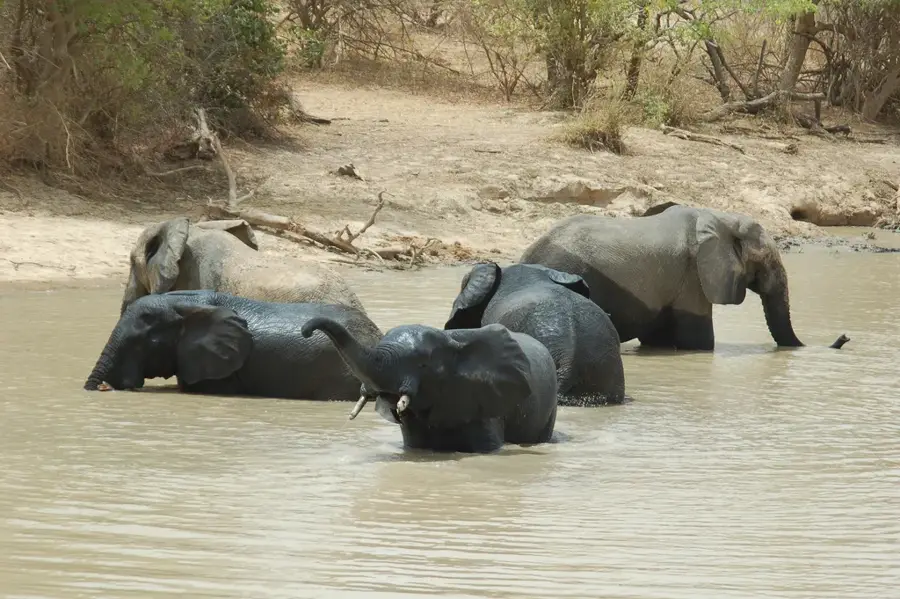 Arly National Park