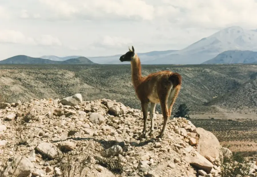 Nationalpark Lauca