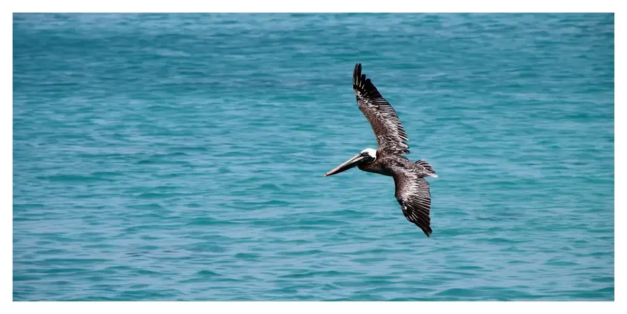 Parcul Terestru și Marin Pelican Cays — Spring City (Bahamas)