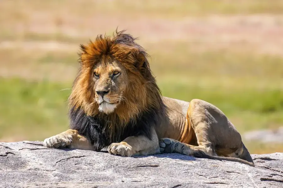 Pendjari Lion Territory