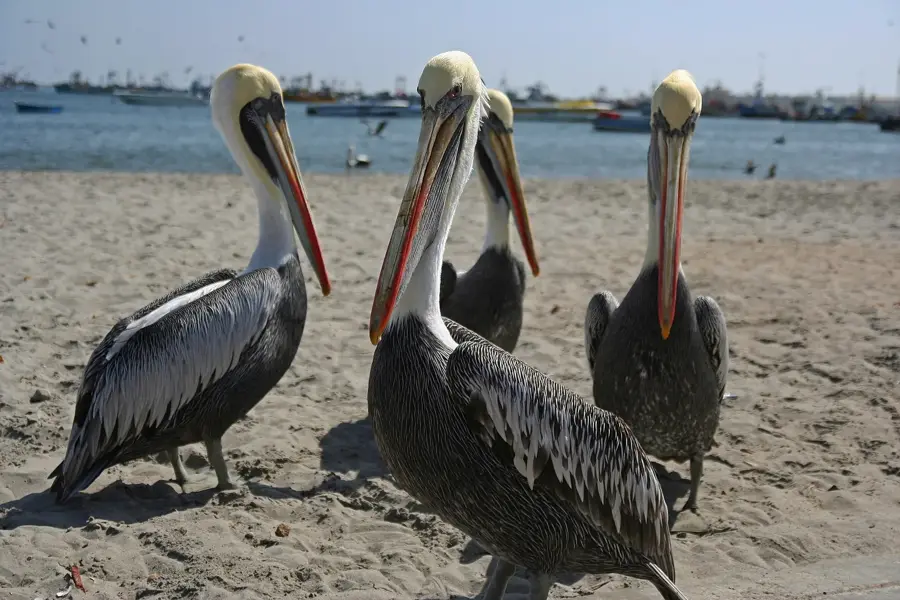 Paracas — Nazca (Peru)