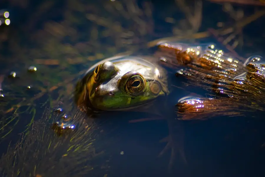 Agusan Marsh Wildtierschutzgebiet — Saint Christine (Philippinen)