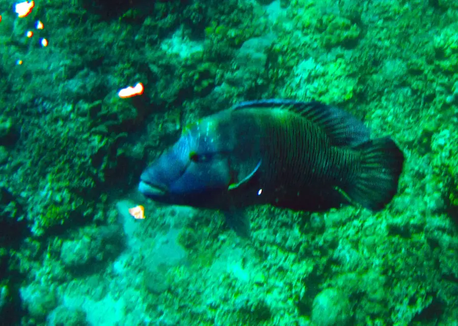 Apo Reef
