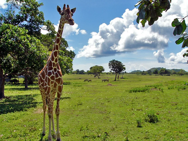 Calauit Safari Park — Mindoro-Straße (Philippinen)