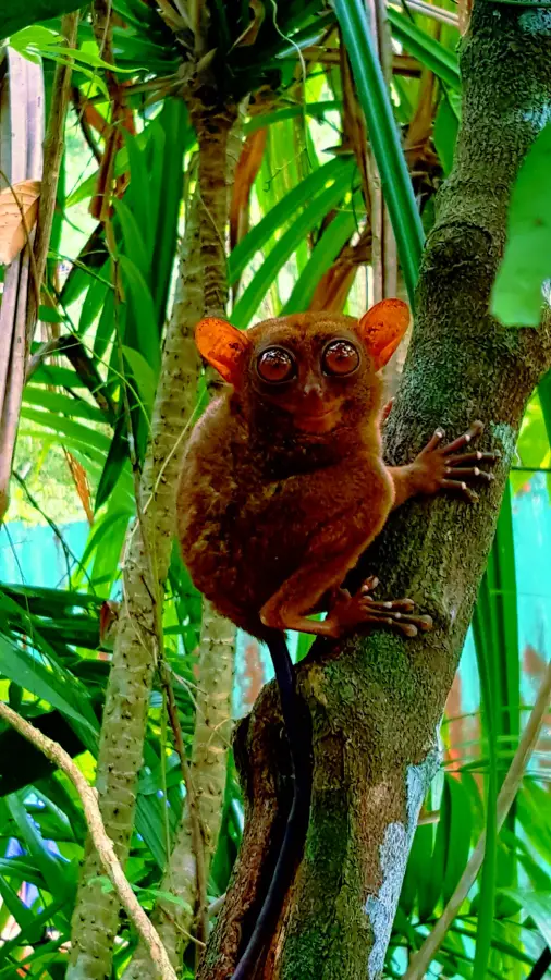 Philippine Tarsier Sanctuary — Olang (Philippines)
