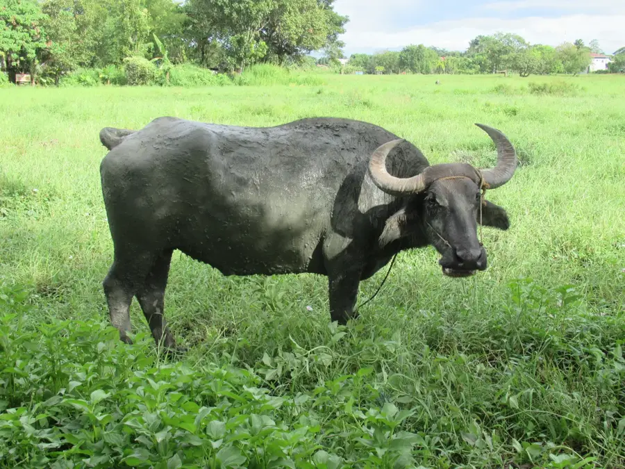 Carabao Island — Dangay (Philippines)