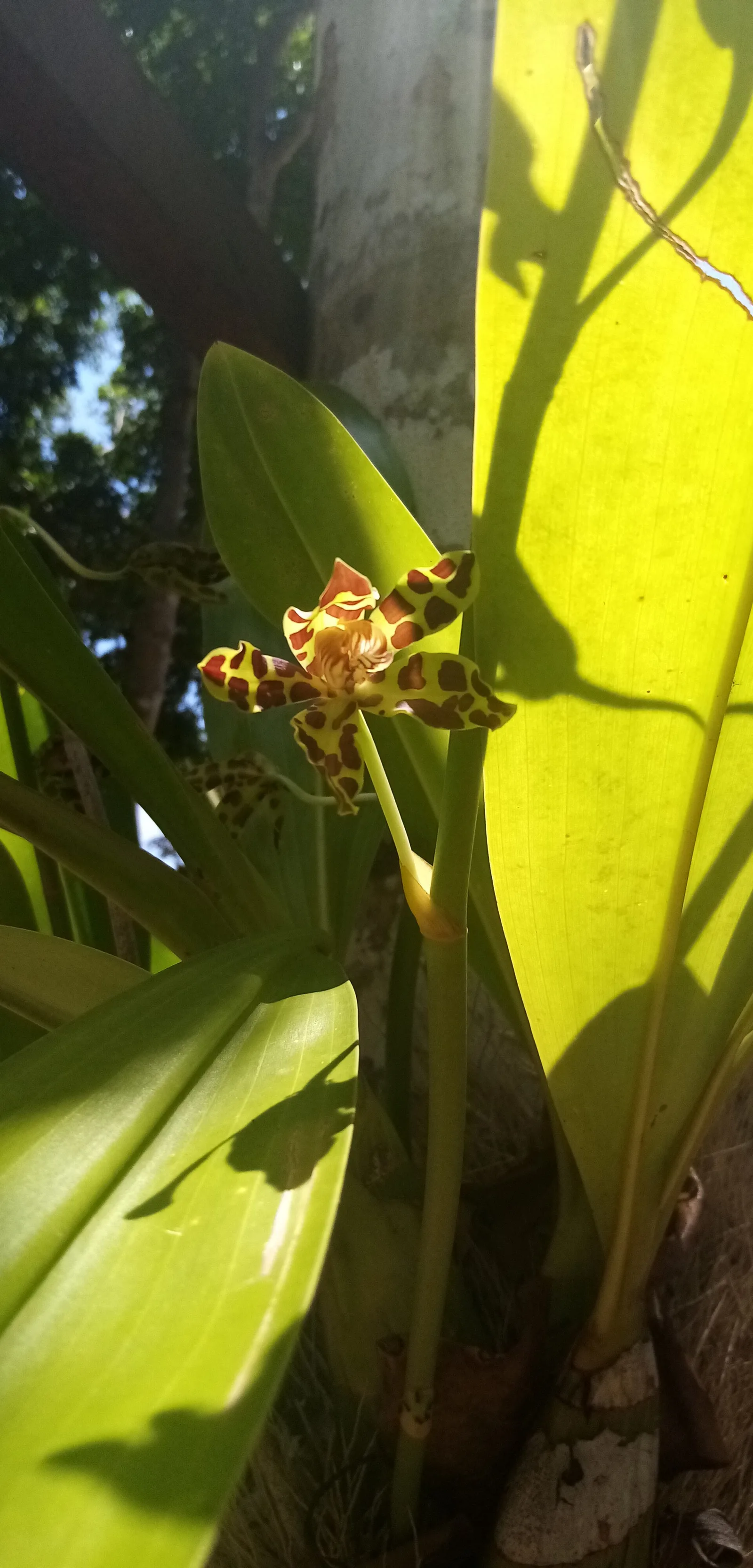 Marufinas