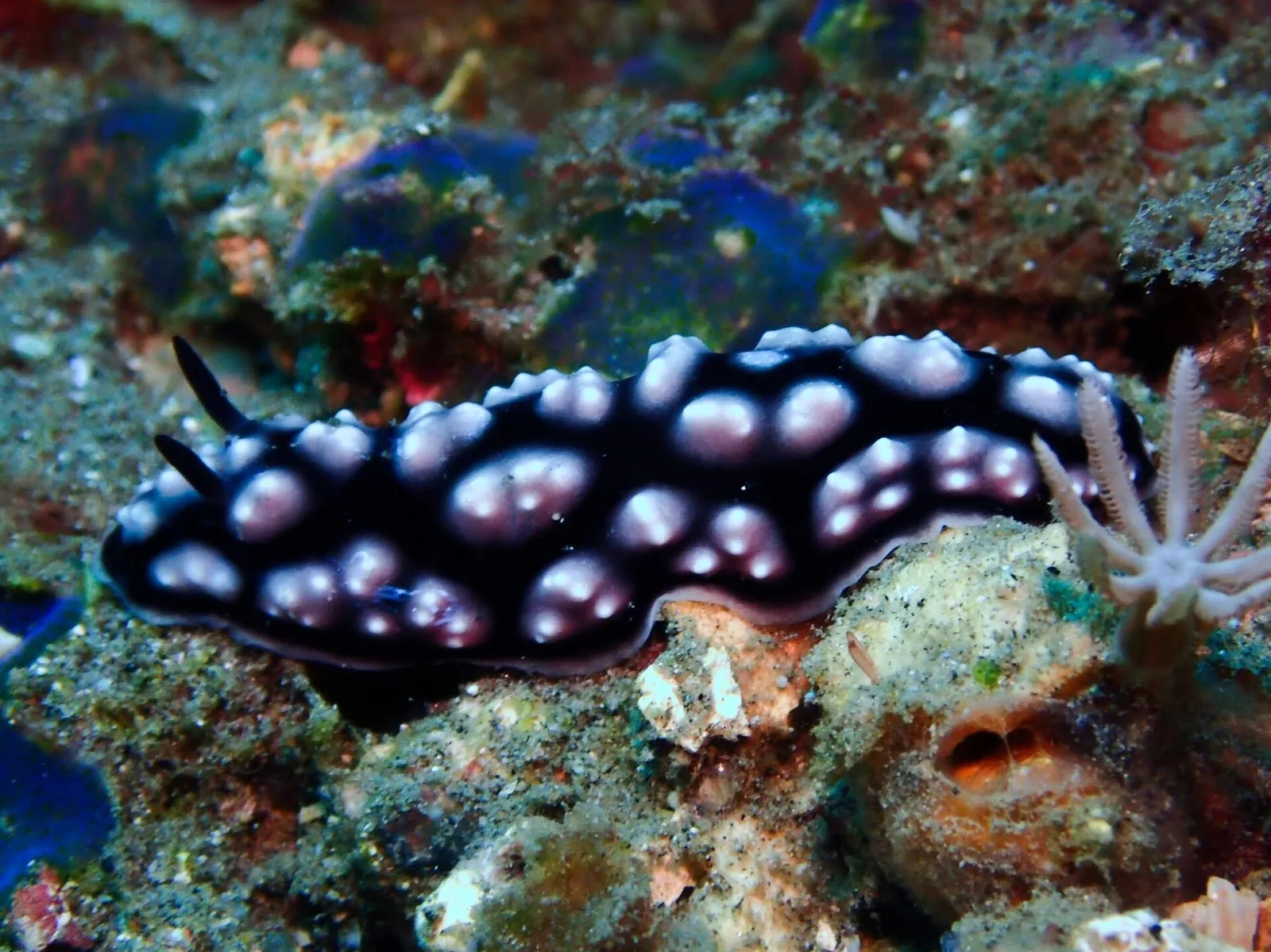 Masaplod Norte — Dauin (Philippines)