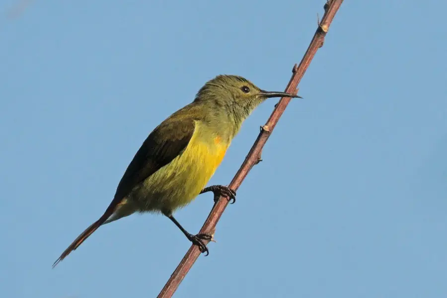 Vogelbeobachtungsgebiet Phulchowki