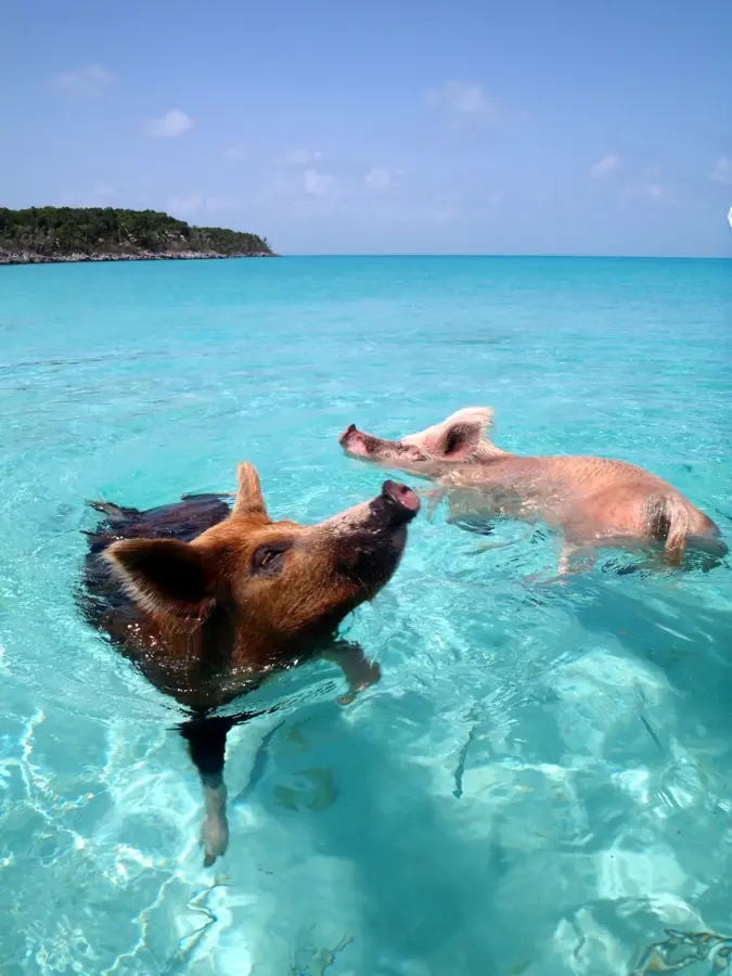 Plaja Porcilor (Big Major Cay) — Staniel Cay (Bahamas)