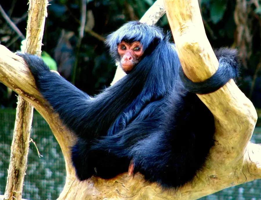 Pilón Lajas Biosphere Reserve — Serranía de San Simón (Bolivia)
