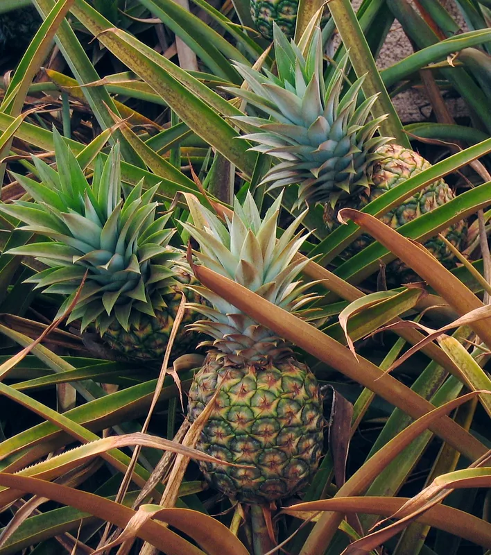 Ananasanbau — Parque Viva (Costa Rica)