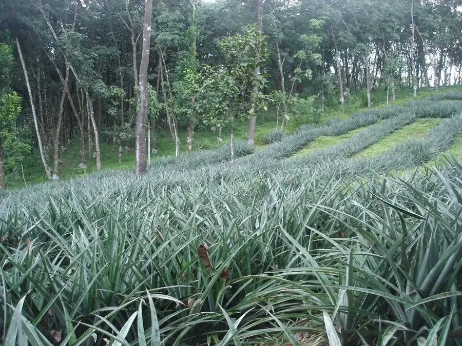 Ananasfarmen — Luweero (Uganda)