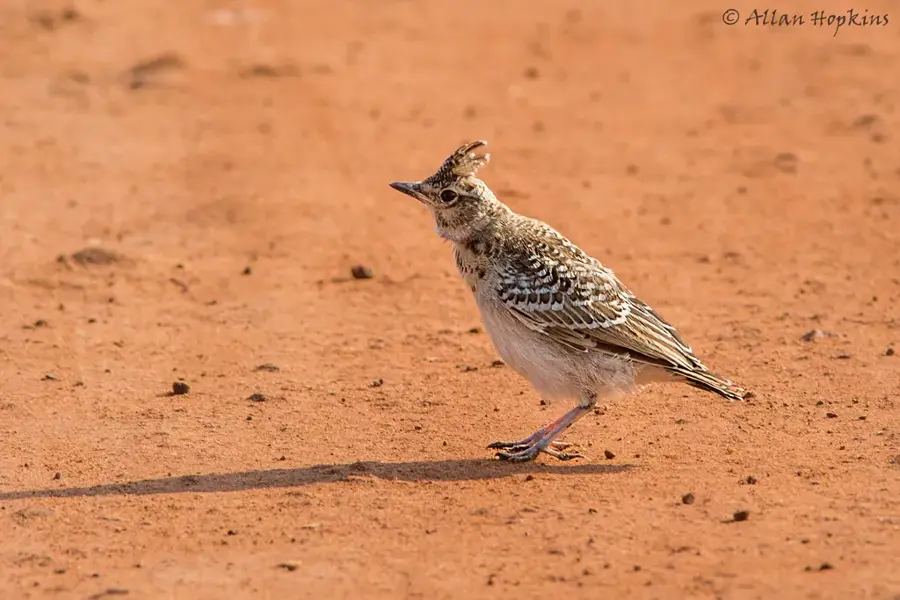 Pirang Wald — Tendaba (Gambia)