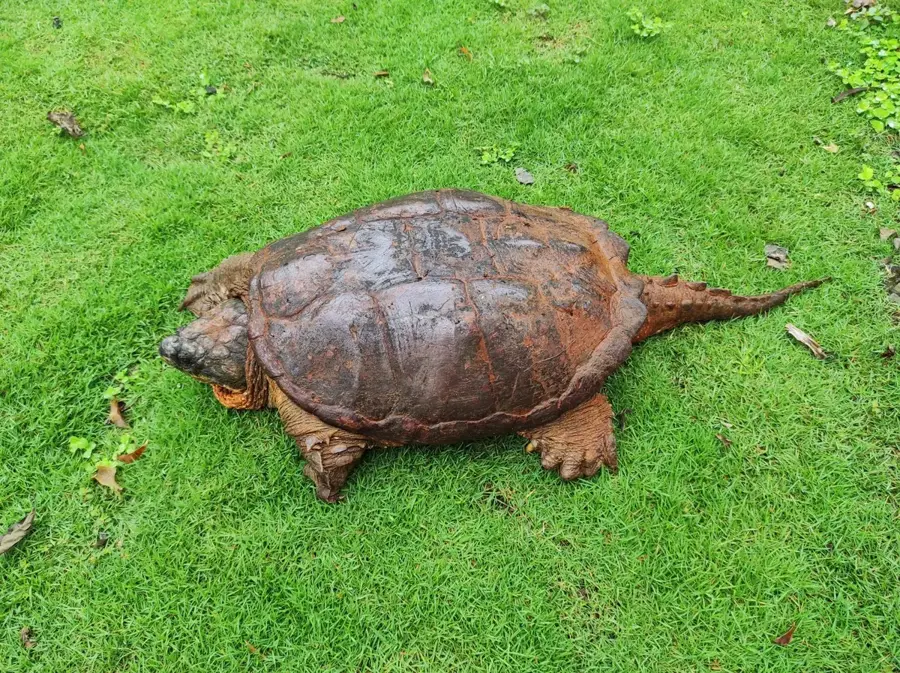 Pital — Parque Viva (Costa Rica)