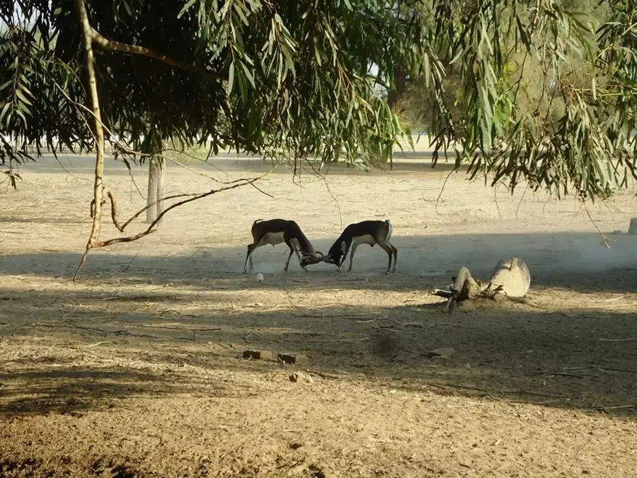 Lal Suhanra Nemzeti Park — Multán (Pakisztán)