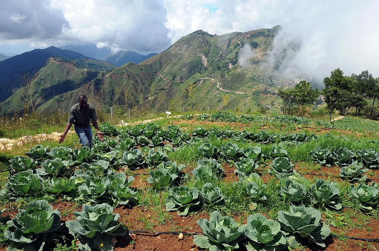 Kenskoff Coffee Plantation — Trou d'Eau Mountains (Haiti)