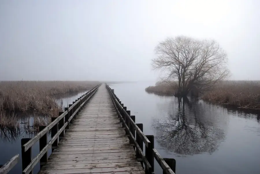 Migrația păsărilor de la Point Pelee