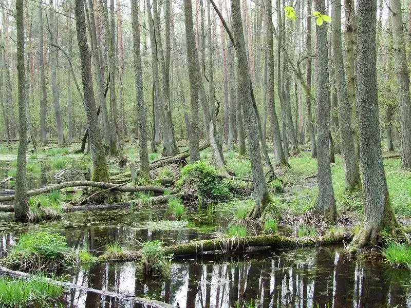 Kampinos-erdő