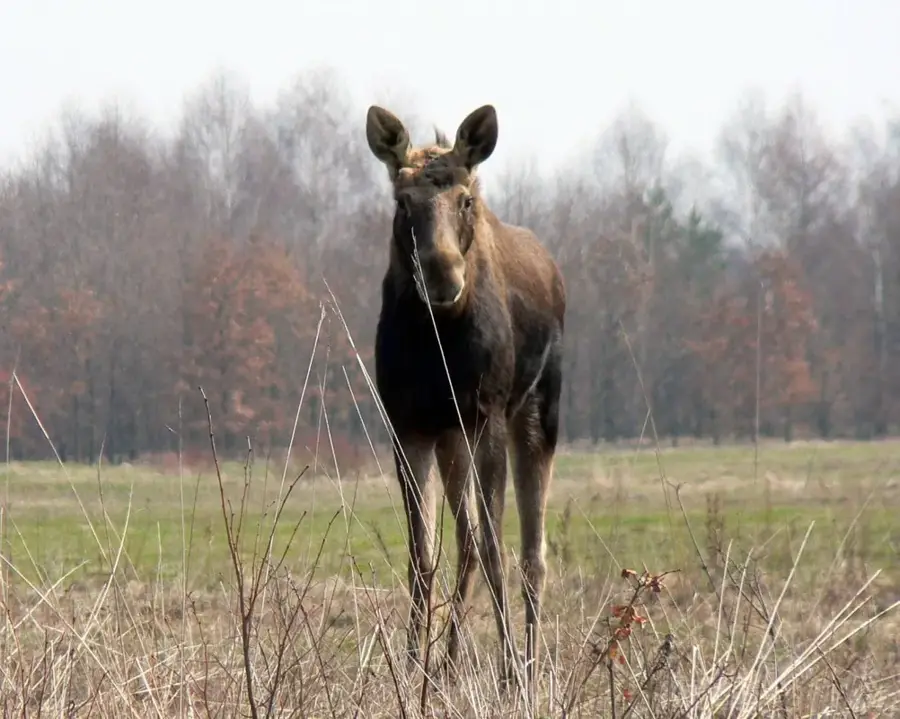 Kampinos Nemzeti Park