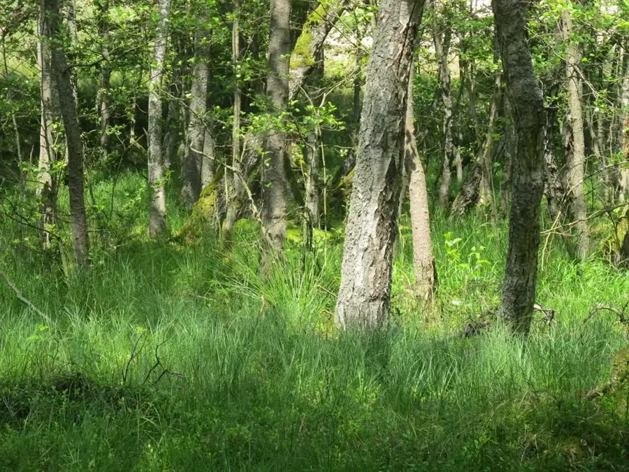 Słowiński Moving Dunes
