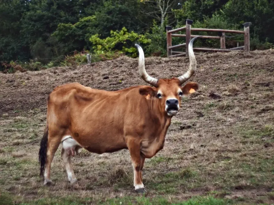 Serra do Alturas