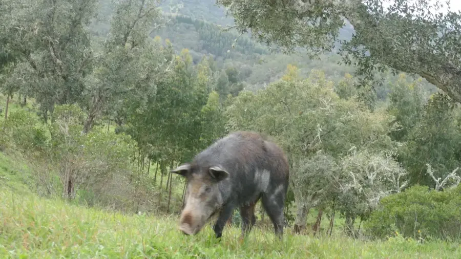 Serra do Caldeirão — Insula Culatra (Portugalia)