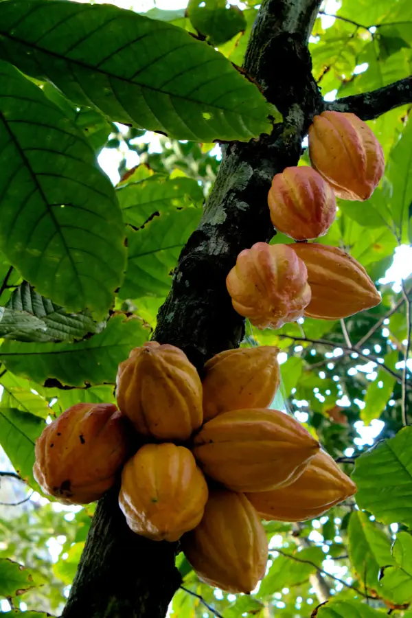 Puerto Cacao