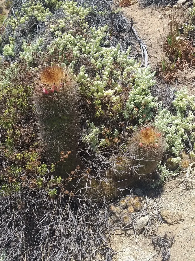Portul Ventanas — Valea Aconcagua (Chile)