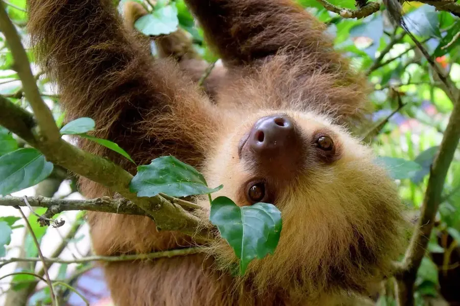 Epava de la Puerto Viejo — Cahuita (Costa Rica)